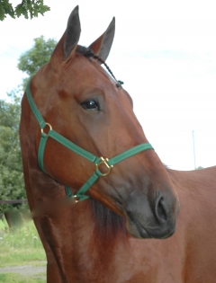 Ugly Duckling 150806-3